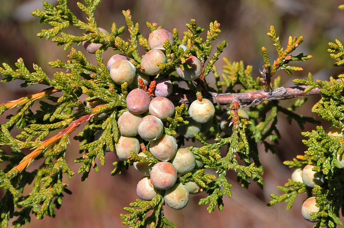 Redberry Juniper is a gymnosperm that is so named because of one of the common colors of the globose seed cones. Pollen seed cones develop from October to November. Juniperus coahuilensis Redberry Juniper is a gymnosperm that is so named because of one of the common colors of the globose seed cones. Pollen seed cones develop from October to November. Juniperus coahuilensis